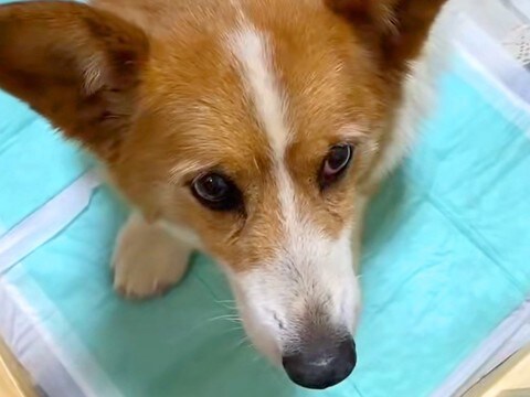 山に捨てられ、ボロボロ姿で歩いていた犬を保護→不安そうな表情で…涙が止まらない初日の様子が45万再生「泣いた」「出会えてよかった」と反響