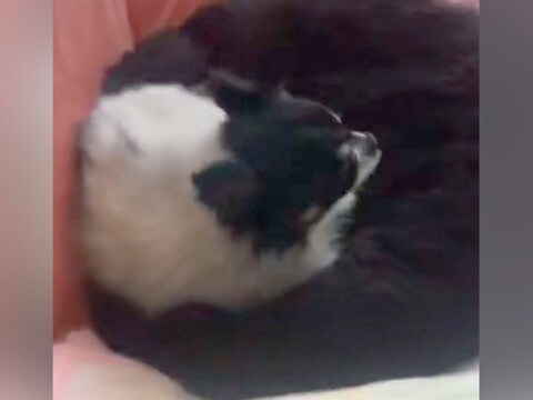 耳が遠くなった老犬と『2ヶ月ぶりに再会』したら…帰宅に気付いた瞬間の『愛おしいリアクション』が35万再生「最高に可愛い」「ほっこり…」