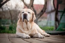 『大型犬』の寿命が短いといわれている理由5選　一般的な平均寿命やかかりやすい病気まで