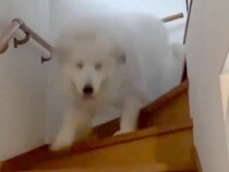 雷が怖くて大パニックになる超大型犬→疲れすぎてしまい…もはや別犬な『老け込んでしまった光景』が53万再生「顔がｗｗ」「守ってあげたい」