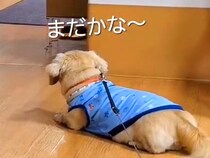 毎週末、施設にいるおばあちゃんと面会する犬→車椅子が見えた瞬間…泣けるほど尊い『愛を伝える光景』に感動「待ち遠しい感じが…」「愛おしい」
