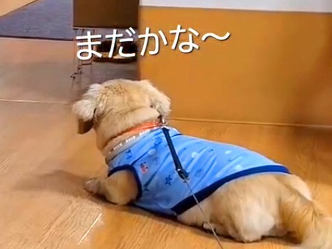 毎週末、施設にいるおばあちゃんと面会する犬→車椅子が見えた瞬間…泣けるほど尊い『愛を伝える光景』に感動「待ち遠しい感じが…」「愛おしい」