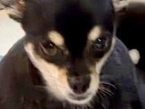 『本当にチワワ…？』ちょこんと座る小型犬を撮影→思っていたのと違う『まさかの光景』に3万いいね「ムッキムキで草」「カッコイイｗｗ」と反響