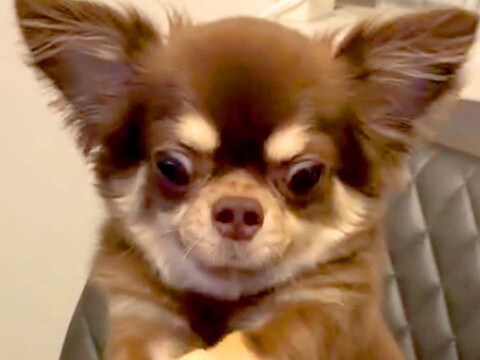 テーブルの上のチーズが欲しい犬→両手を伸ばして…まさかの『ウルトラマン化してしまう光景』が218万再生「顔ww」「可愛すぎて声出た」