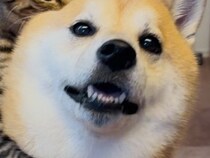 元保護猫と犬→一緒に写真を撮ってみたら…愛が溢れすぎている『人のような行動』に7万いいね「犬吸いｗｗ」「1日の疲れが吹き飛んだ」と絶賛