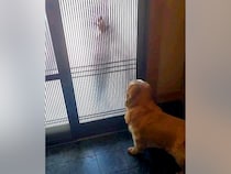 大好きなお兄ちゃんが連休で帰省→玄関で待っていた大型犬が…全身で愛情を表現した『熱烈大歓迎』が26万再生「ニヤニヤした」「愛が伝わる」