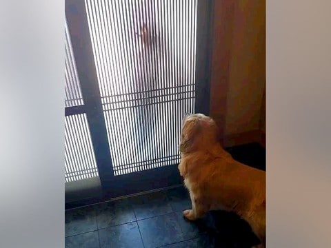 大好きなお兄ちゃんが連休で帰省→玄関で待っていた大型犬が…全身で愛情を表現した『熱烈大歓迎』が26万再生「ニヤニヤした」「愛が伝わる」