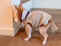 17歳の老犬が『認知症になった』結果→愛おしくてたまらない『尊い行動の数々』が147万再生「長生きしてね」「全部わかる」と共感の声も