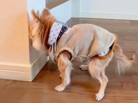 17歳の老犬が『認知症になった』結果→愛おしくてたまらない『尊い行動の数々』が147万再生「長生きしてね」「全部わかる」と共感の声も