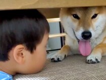 犬が怖くて、指先でしか触れなかった男の子→距離が縮まってきたと思ったら…驚くほどに変化した『現在の光景』に反響「尊い関係」「涙でた」