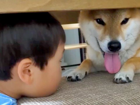 犬が怖くて、指先でしか触れなかった男の子→距離が縮まってきたと思ったら…驚くほどに変化した『現在の光景』に反響「尊い関係」「涙でた」