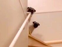 入院から帰宅し、２週間ぶりに『２匹の犬を呼んでみた』結果…もらい泣きしてしまう『おかえりなさいの光景』に反響「感動した」「反応が可愛い」