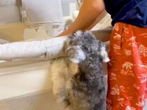 『ベビーベッドで泣いている赤ちゃん』に気づいた犬→心配のあまり見せた『愛しかない行動』が23万再生「優しい子」「ベビーシッターになれる」