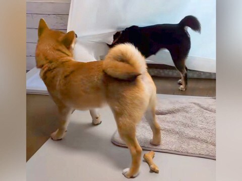 カーテンに引っかかってしまった犬→同居犬が脱出を手伝った結果…思わず笑ってしまう『哀愁漂う光景』に反響「吹いたｗｗ」「ほんと憎めない」