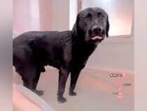 お風呂に勝手に入った大型犬→『気持ちよさそうだな』と思っていたら…衝撃的すぎる『上がり方』が361万再生「そっちかーい！」「可愛すぎる」