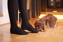 犬が『クサイもの』を好む理由3つ　行動に隠された心理や執着するときの対処法