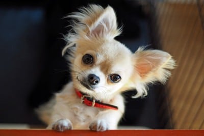 カメラ目線で首を傾げえる犬