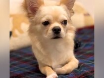 足が悪い犬を『幸せにしたい』とお迎え→不安げな表情を浮かべていて…誕生日を迎えた『別犬級のビフォーアフター』に感動「違う子みたい…」