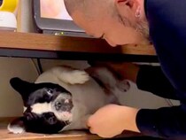 テレビ台の中に隠れた犬→父が外に出そうとすると…まるで『産まれたての赤ちゃん』のような光景が22万再生「産婆さんｗ」「なんて可愛いの」