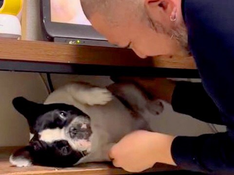 テレビ台の中に隠れた犬→父が外に出そうとすると…まるで『産まれたての赤ちゃん』のような光景が22万再生「産婆さんw」「なんて可愛いの」