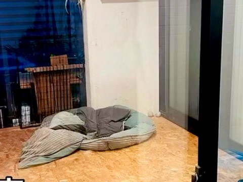 家に帰ったら『中庭にいるはずの大型犬』が行方不明に→リビングに行くと…『想定外の光景』が14万再生「何故ww」「顔が可愛くて笑う」と反響