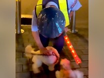 夜、散歩中に『大好きな警備員のおじさん』を発見した2匹の犬…相思相愛な『心温まる光景』が10万再生「涙出る」「犬は心の優しい人がわかる」