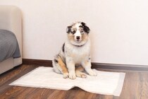 犬の『おしっこ』一日に何回が正常？何度もトイレに行く理由や考えられる病気まで