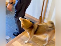 『大好きなおじさん』が遊びに来た結果、犬が歓迎して…嬉しすぎて見せた『いらっしゃいの挨拶』に反響「大好きなんだ」「抱きつくのかわいい」