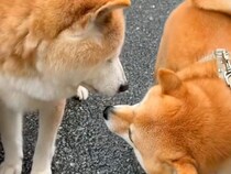 お散歩していたら『18歳のお友だち老犬』と出会い…涙が止まらない『最後のごあいさつ』が31万再生「わかってるんだ…」「見守ってくれてる」