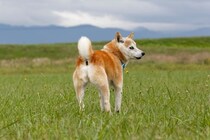 犬が人に『背中を向ける』心理５選　意外な理由や絆を深めるために飼い主がすべきことまで