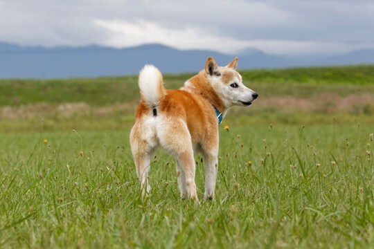犬が人に『背中を向ける』心理５選　意外な理由や絆を深めるために飼い主がすべきことまで
