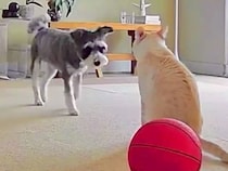 ネコがくしゃみをしたら、見ていた犬が近づいて…種族を超えた『尊い行動』が140万再生「優しい」「泣けた…」「心配なの伝わる」と感動続々