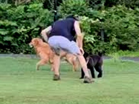 大型犬にタックルする子犬→パパが見かねて助けた結果…予想してなかった『まさかの悲劇』が57万再生「おしりがｗｗ」「可愛いのでヨシ」と反響