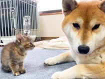 赤ちゃん猫が初対面で威嚇→犬が『怖がらせないように』と…涙が溢れてくる『まさかの神対応』が150万再生「なんでこんな賢いの」「優しすぎ」