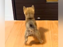 帰宅したら、ドアの前で『赤ちゃん犬』が待ち構えていて…尊すぎる『おかえりなさい』が142万再生「猫派だけど可愛すぎる」「寄り道できない」