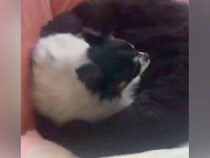 耳が遠くなった老犬と『2ヶ月ぶりに再会』したら…帰宅に気付いた瞬間の『愛おしいリアクション』が35万再生「最高に可愛い」「ほっこり…」