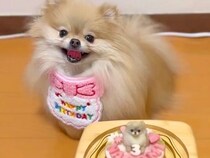 お誕生日ケーキを目の前にした犬→『美味しそう』と大喜びして…丁寧すぎる『まさかの確認』に3万いいね「可愛すぎるｗｗ」「プロの味見係ｗ」