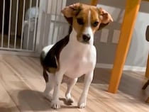 ご飯前、犬に『待て』をさせた結果→我慢できなくて…全く待てていない『まさかの動き方』が12万再生「クセ凄すぎるｗｗ」「何回見ても笑う」