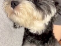 『いつもより長めに犬の散歩をした』結果→家に帰ってきた途端…疲れすぎて『おっさん化する光景』に反響「可愛いおじさんｗ」「クタクタだね」