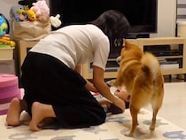 2歳の女の子をあやすママ→『食べちゃうぞー！』と言ったら、犬が勘違いして…泣けてくる『まさか行動』が73万再生「賢すぎ」「涙出る」と反響