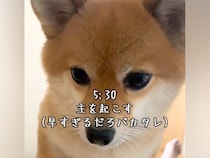 朝の5時30分『はやくおきて』と犬が起こしに来て…とんでもなく尊い『モーニングルーティン』が126万再生「羨ましい」「起こしてほしい」