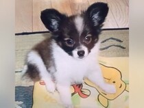 19年間、息子と娘と一緒に『犬を大切に育てた』結果…涙が出るほど愛おしい『成長記録』が8万再生「号泣した」「宝物がいっぱい」と感動の声