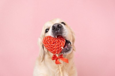 ハートを齧る犬