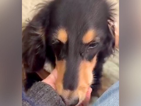 病気になり老犬のように弱ってしまった赤ちゃん犬→『交換しますか?』と言われ…涙あふれる『現在の光景』が92万再生「素敵な家族」「泣けた」