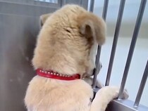 行き先がなかった『野犬の男の子』を保護→不安で壁を登って逃げようと…涙が出る『1ヶ月半後の表情』が23万再生「変化に泣けた」「素敵すぎ」