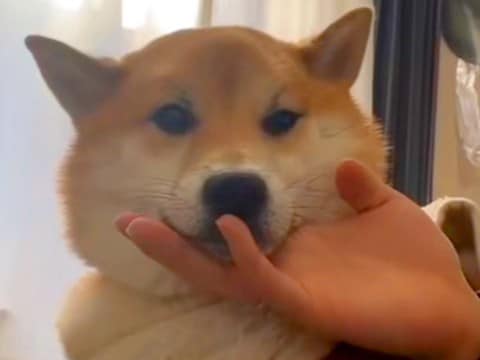 犬のあごを撫でていたら『ベロ』が飛び出してしまい…思った以上に『ダラけまくっている光景』が4万再生「想像以上だったｗｗ」「吹いた」と反響