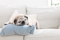 犬が『放っておいて』と思っているときのサイン５選　構いすぎはNG？干渉しすぎることのデメリットまで