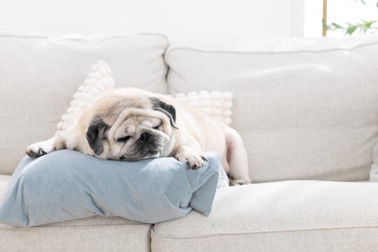 犬が『放っておいて』と思っているときのサイン５選　構いすぎはNG？干渉しすぎることのデメリットまで