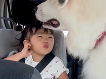 3歳の女の子を『車で保育園に送り届けた』結果→一緒に乗っていた超大型犬が…あまりにも尊い『露骨すぎる態度』が24万再生「最高に癒された」