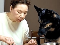 実家のおばあちゃんに犬を預けた結果→晩ご飯のときに見せた『あまりにも尊い光景』が186万再生「お行儀いい…」「なんて平和なの」と反響